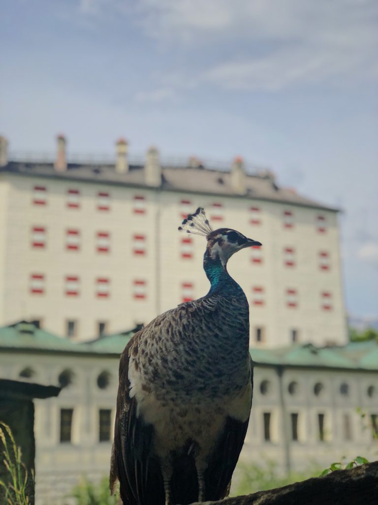 Pfau Schloss Ambras Wanderei