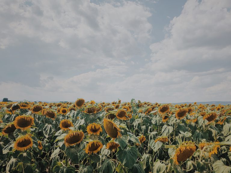 Sonnenblumen Wanderei